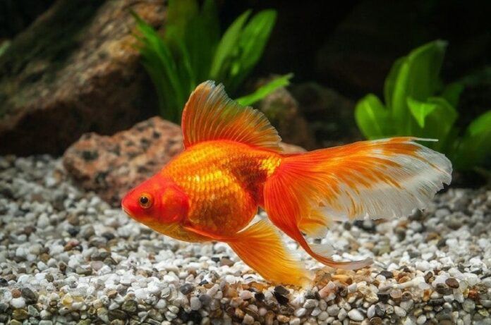 Breeding Ryukin Goldfish A Comprehensive Guide