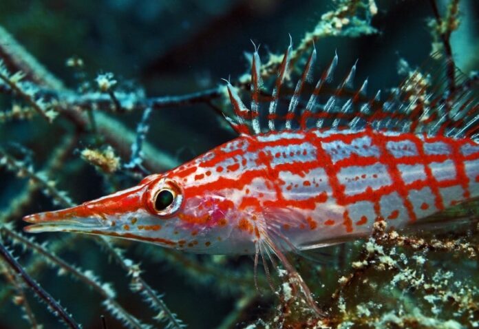 Longnose Hawkfish A Unique and Vibrant Addition to Saltwater Aquariums