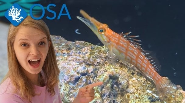 Longnose Hawkfish Origins and Natural Habitat