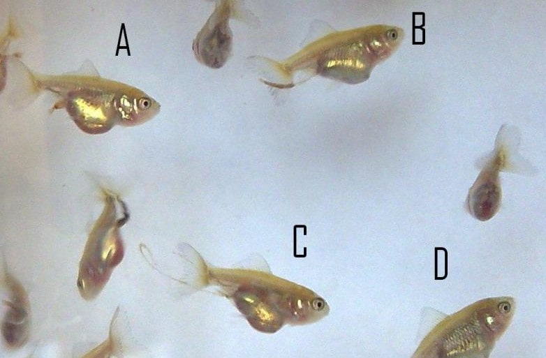 Selecting and Culling Fry