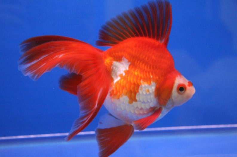 Understanding Ryukin Goldfish